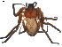  (Selenopidae - BIOUG00614-F12)  @13 [ ] Copyright  G. Blagoev 2010 Unspecified