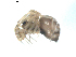  (Tenuiphantes sabulosus - BIOUG00622-B11)  @13 [ ] Copyright  G. Blagoev 2010 Unspecified