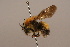  (Bombus festivus - 1552A01)  @11 [ ] Copyright (2010) Paul Williams, 2010 Unspecified