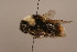  (Bombus tibeticus - 1552A09)  @13 [ ] Copyright (2010) Paul Williams, 2010 Unspecified