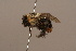  (Bombus semenovianus - 1552E07)  @11 [ ] Copyright (2010) Paul Williams, 2010 Unspecified