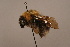  (Bombus consobrinus - 1552E12)  @13 [ ] Copyright (2010) Paul Williams, 2010 Unspecified