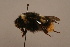  (Bombus hypocrita - 1552G10)  @15 [ ] Copyright (2010) Paul Williams, 2010 Unspecified