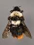  (Bombus eriophorus - 6880A03)  @11 [ ] Copyright (2018) Paul H. Williams Natural History Mueum, London