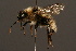  (Bombus subterraneus - 2513-BUL)  @14 [ ] Unspecified (default): All Rights Reserved  Unspecified Unspecified