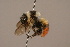  (Bombus friseanus - 1550-509-CHN)  @13 [ ] Unspecified (default): All Rights Reserved  Unspecified Unspecified