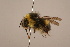  (Bombus longipennis - 1551-707-CHN)  @15 [ ] Unspecified (default): All Rights Reserved  Unspecified Unspecified