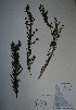  (Artemisia dracunculus - BAB-1515)  @13 [ ] Unspecified (default): All Rights Reserved  LAZS Unspecified