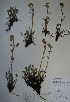  (Artemisia furcata - BAB-3179)  @13 [ ] Unspecified (default): All Rights Reserved  Unspecified Unspecified