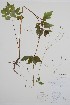  (Osmorhiza berteroi - CCDB-18321-E5)  @11 [ ] CreativeCommons - Attribution Share-Alike (2020) Bruce Bennett Research Collection of B. A. Bennett