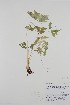  (Osmorhiza purpurea - CCDB-18321-H6)  @11 [ ] CreativeCommons - Attribution Share-Alike (2020) Bruce Bennett Research Collection of B. A. Bennett