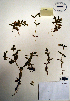  (Cerastium fischerianum - CCDB-21230-A03)  @11 [ ] CreativeCommons - Attribution (2014) Unspecified Unspecified