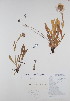  ( - BABY-01088)  @11 [ ] CreativeCommons - Attribution (2017) Unspecified B.A. Bennett Yukon herbarium (BABY)