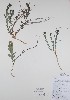  ( - BABY-10090)  @11 [ ] CreativeCommons - Attribution (2017) Unspecified B.A. Bennett Yukon herbarium (BABY)