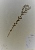  ( - BABY-00461)  @11 [ ] CreativeCommons - Attribution (2017) Unspecified B.A. Bennett Yukon herbarium (BABY)