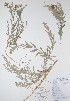  ( - BABY-02173)  @11 [ ] CreativeCommons - Attribution (2017) Unspecified B.A. Bennett Yukon herbarium (BABY)