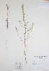  (Corispermum pallasii - BABY-08718)  @11 [ ] CreativeCommons - Attribution (2017) Unspecified B.A. Bennett Yukon herbarium (BABY)