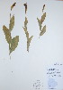  (Cypripedium passerinum - BABY-06492)  @11 [ ] CreativeCommons - Attribution (2017) Unspecified B.A. Bennett Yukon herbarium (BABY)