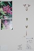  ( - BABY-09064)  @11 [ ] by (2021) Unspecified B.A. Bennett Herbarium (BABY)