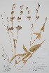  ( - BABY-09527)  @11 [ ] by (2021) Unspecified B.A. Bennett Herbarium (BABY)