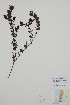  (Rhinanthus serotinus - BABY-07419)  @11 [ ] by (2021) Unspecified B.A. Bennett Herbarium (BABY)