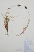  (Carex sabulosa - BABY-07010)  @11 [ ] by (2021) Unspecified B.A. Bennett Herbarium (BABY)