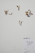  (Carex incurviformis - BABY-04442)  @11 [ ] by (2021) Unspecified B.A. Bennett Herbarium (BABY)