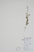  (Chenopodium album - BABY-01673)  @11 [ ] by (2021) Unspecified B.A. Bennett Herbarium (BABY)