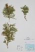  (Dendrolycopodium - CCDB-25866-A8)  @11 [ ] by (2022) Unspecified B.A. Bennett Herbarium (BABY)