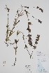  (Rhinanthus minor - CCDB-25866-C9)  @11 [ ] by (2022) Unspecified B.A. Bennett Herbarium (BABY)