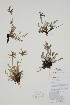  (Oxytropis arctica - CCDB-25866-E6)  @11 [ ] by (2022) Unspecified B.A. Bennett Herbarium (BABY)