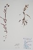  ( - CCDB-25866-F1)  @11 [ ] by (2022) Unspecified B.A. Bennett Herbarium (BABY)