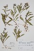  (Symphyotrichum subspicatum - CCDB-25866-F3)  @11 [ ] by (2022) Unspecified B.A. Bennett Herbarium (BABY)