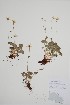  (Parnassia fimbriata - CCDB-25866-F4)  @11 [ ] by (2022) Unspecified B.A. Bennett Herbarium (BABY)