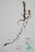  (Castilleja raupii - CCDB-25866-G2)  @11 [ ] by (2022) Unspecified B.A. Bennett Herbarium (BABY)