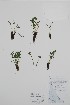  ( - BABY-11702)  @11 [ ] by (2022) Unspecified B.A. Bennett Herbarium (BABY)