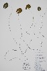  (Nymphaea tetragona - BABY-11780)  @11 [ ] by (2022) Unspecified B.A. Bennett Herbarium (BABY)