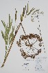  (Cicuta douglasii - BABY-11748)  @11 [ ] by (2022) Unspecified B.A. Bennett Herbarium (BABY)