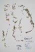 (Epilobium lactiflorum - BABY-11782)  @11 [ ] by (2022) Unspecified B.A. Bennett Herbarium (BABY)