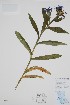  ( - BABY-09369)  @11 [ ] by (2022) Unspecified B.A. Bennett Herbarium (BABY)