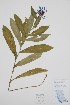  ( - BABY-09067)  @11 [ ] by (2022) Unspecified B.A. Bennett Herbarium (BABY)