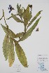  ( - BABY-11350)  @11 [ ] by (2022) Unspecified B.A. Bennett Herbarium (BABY)