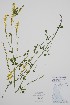  (Melilotus officinalis - BABY-11837)  @11 [ ] by (2022) Unspecified B.A. Bennett Herbarium (BABY)