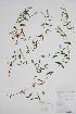  (Silene williamsii - BABY-11843)  @11 [ ] by (2022) Unspecified B.A. Bennett Herbarium (BABY)