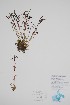  ( - BABY-11845)  @11 [ ] by (2022) Unspecified B.A. Bennett Herbarium (BABY)