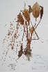  (Alisma subcordatum - BABY-11053)  @11 [ ] by (2022) Unspecified B.A. Bennett Herbarium (BABY)