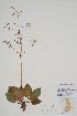  (Alisma plantago-aquatica - BABY-07493)  @11 [ ] by (2022) Unspecified B.A. Bennett Herbarium (BABY)