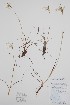  (Eriophorum viridicarinatum - CCDB-25898-B11)  @11 [ ] by (2022) Unspecified B.A. Bennett Herbarium (BABY)