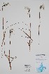  (Eriophorum - CCDB-25898-B3)  @11 [ ] by (2022) Unspecified B.A. Bennett Herbarium (BABY)