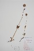  (Valeriana capitata - CCDB-25898-C10)  @11 [ ] by (2022) Unspecified B.A. Bennett Herbarium (BABY)
